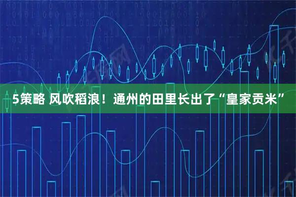 5策略 风吹稻浪!通州的田里长出了“皇家贡米”